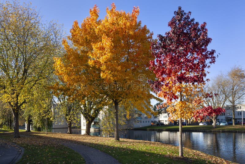 Vecindad residencial con los árboles en otoño