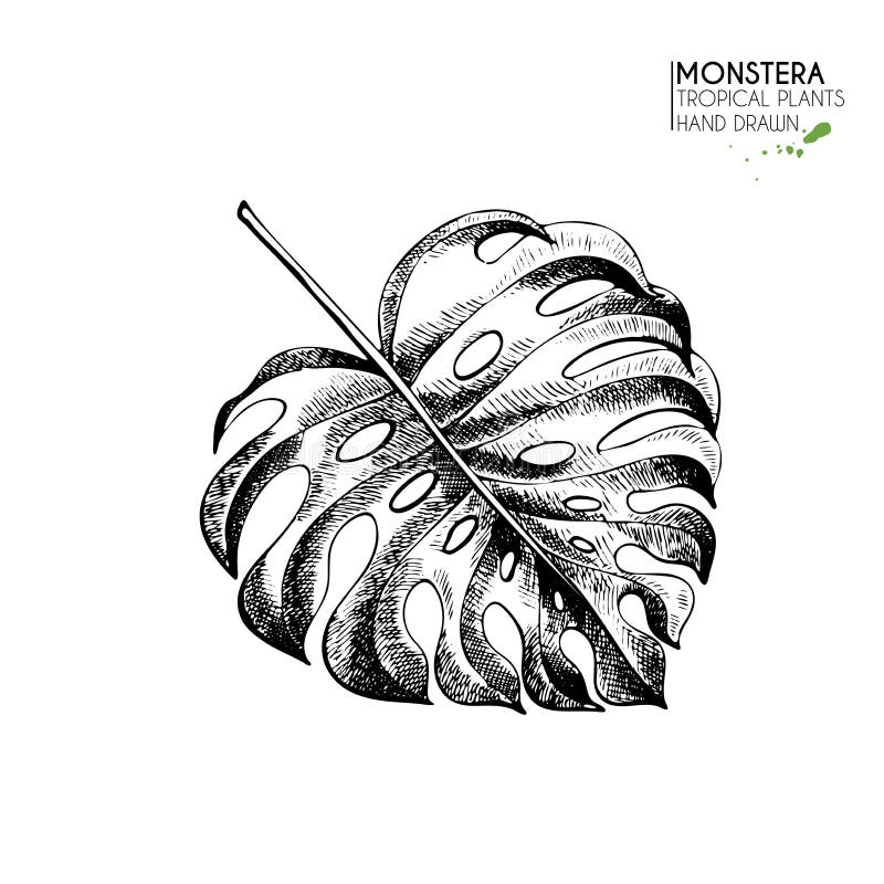 Vecotr hand drawn tropical plant icons. Exotic engraved leaves and flowers. Isoalated on white. Monstera deliciosa palm royalty free illustration Vecotr hand drawn tropical plant icons. Exotic engraved leaves and flowers. Isoalated on white. Monstera deliciosa palm royalty free illustration
