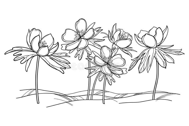 Vector outline early spring Eranthis or winter aconite flower and leaves in black isolated on white background. Floral bunch with ornate Eranthis in contour style for spring coloring book. Vector outline early spring Eranthis or winter aconite flower and leaves in black isolated on white background. Floral bunch with ornate Eranthis in contour style for spring coloring book.