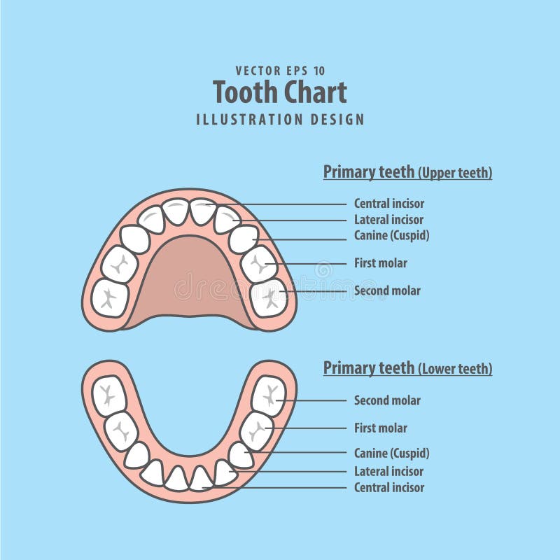 Vecteur d'illustration de dents primaires de diagramme de dent sur le fond bleu illustration libre de droits Vecteur d'illustration de dents primaires de diagramme de dent sur le fond bleu illustration libre de droits