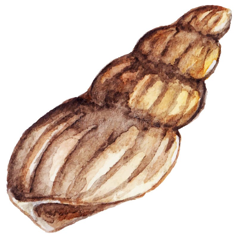 Vecteur d'isolement par coquille de clipart (images graphiques) de mer d'aquarelle illustration stock Vecteur d'isolement par coquille de clipart (images graphiques) de mer d'aquarelle illustration stock