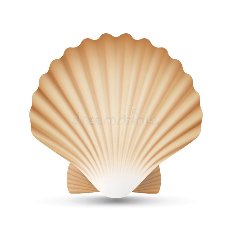 Vecteur de coquillage de feston Mer réaliste Shell Close Up D'isolement sur le blanc Illustration illustration libre de droits Vecteur de coquillage de feston Mer réaliste Shell Close Up D'isolement sur le blanc Illustration illustration libre de droits