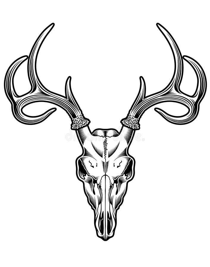 Vecteur de crâne de cerfs communs Vecteur de crâne de cerfs communs