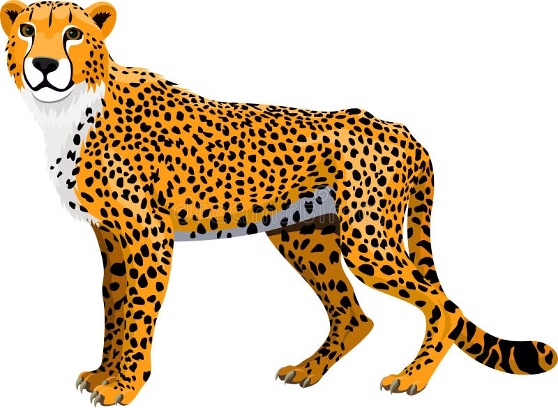 Vector African Cheetah Isolated Stock Vector - Illustration of mammals ...