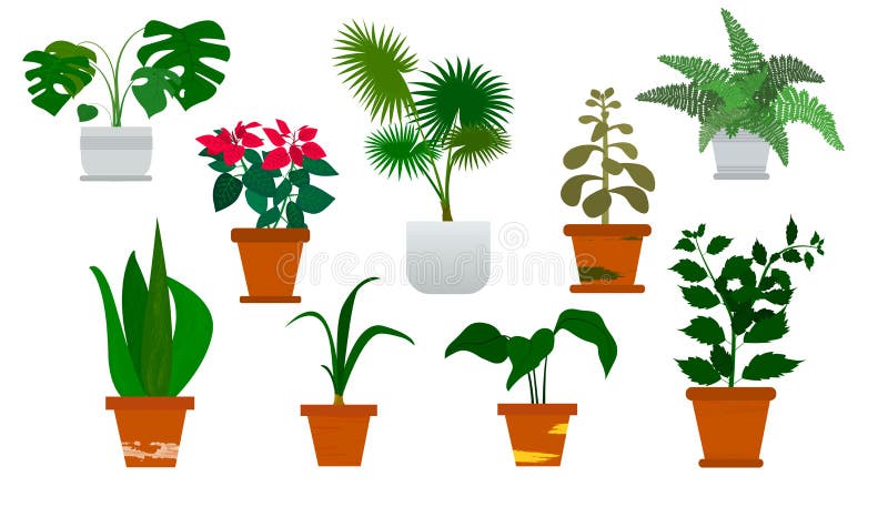 Plantas Ornamentales Ilustraciones Stock, Vectores, Y Clipart – (1,104  Ilustraciones Stock)