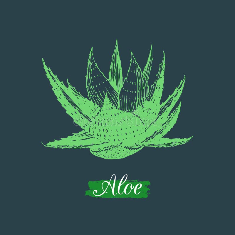 Vector aloe illustration isolated. Hand drawn botanical sketch of agave. Cosmetic, medicinal herb logo. vector illustration Vector aloe illustration isolated. Hand drawn botanical sketch of agave. Cosmetic, medicinal herb logo. vector illustration