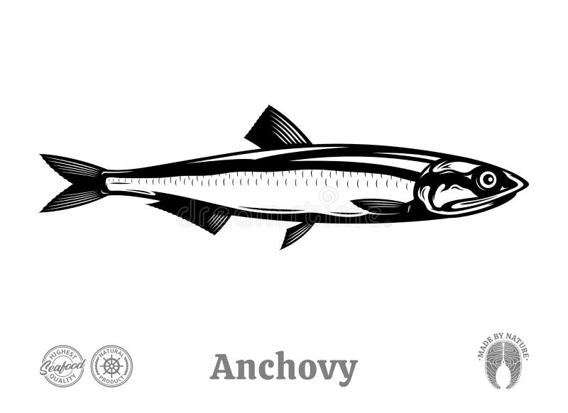 Anchovy stock illustration. Illustration of fish, fishing 9092158