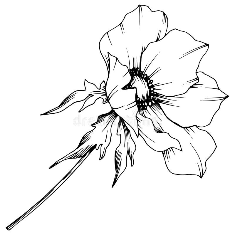 Vector Anemone Floral Botanical Flowers. Black and White Engraved Ink ...