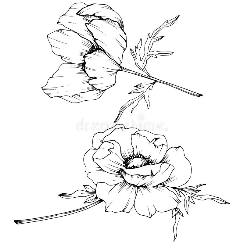 Vector Anemone Floral Botanical Flowers. Black and White Engraved Ink ...