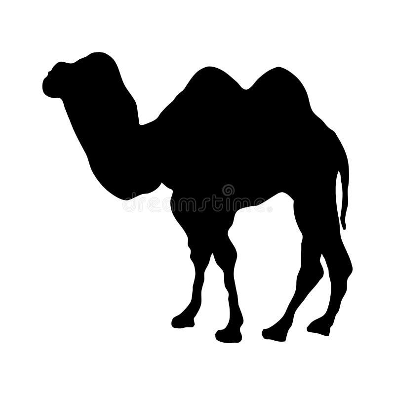 Black Silhouette of a Camel on a White Background. Stock Vector ...