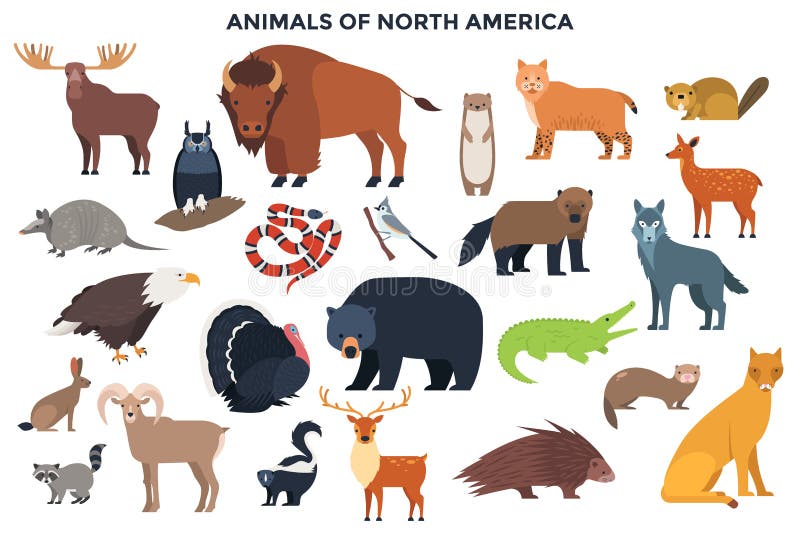 Vector Animals of North America Stock Vector - Illustration of funny, collection: 162869247 Vector Animals of North America Stock Vector - Illustration of funny, collection: 162869247