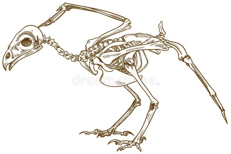 Zoology: Bird Skeleton Diagram | Quizlet