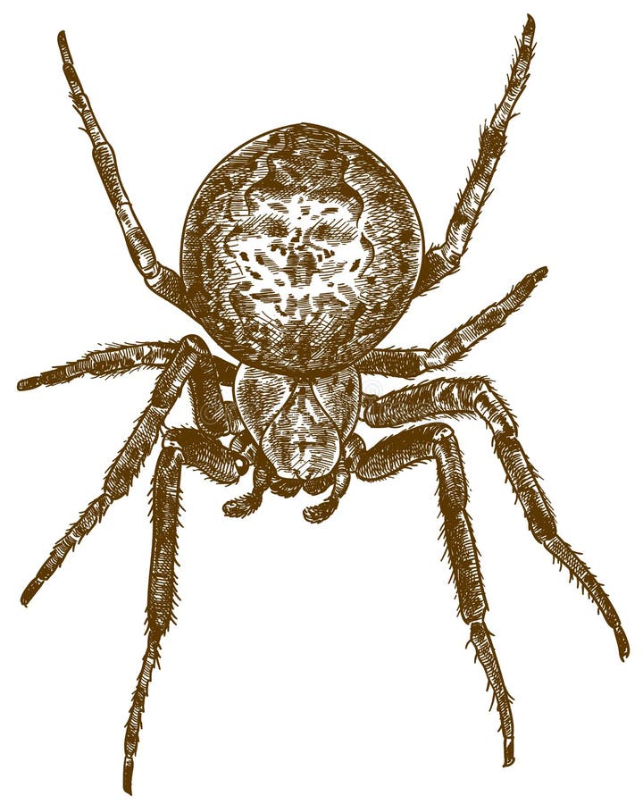 Engraving illustration of big cross spider