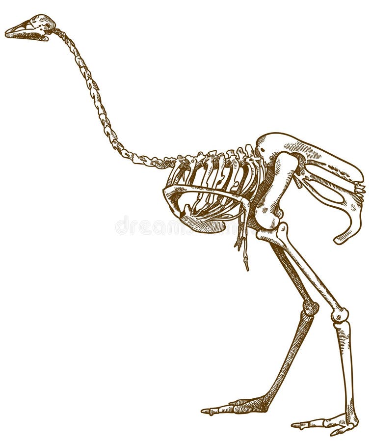 Skeleton and Outline of Dodo Bird - Stock Image - C043/9666 - Science Photo  Library