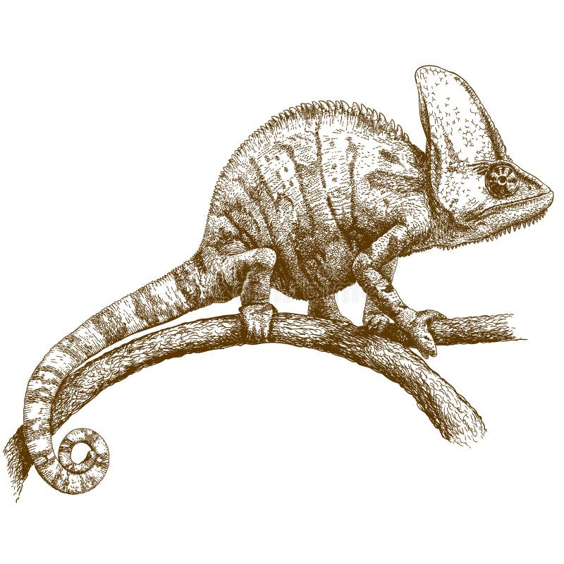 Engraving illustration of chameleon