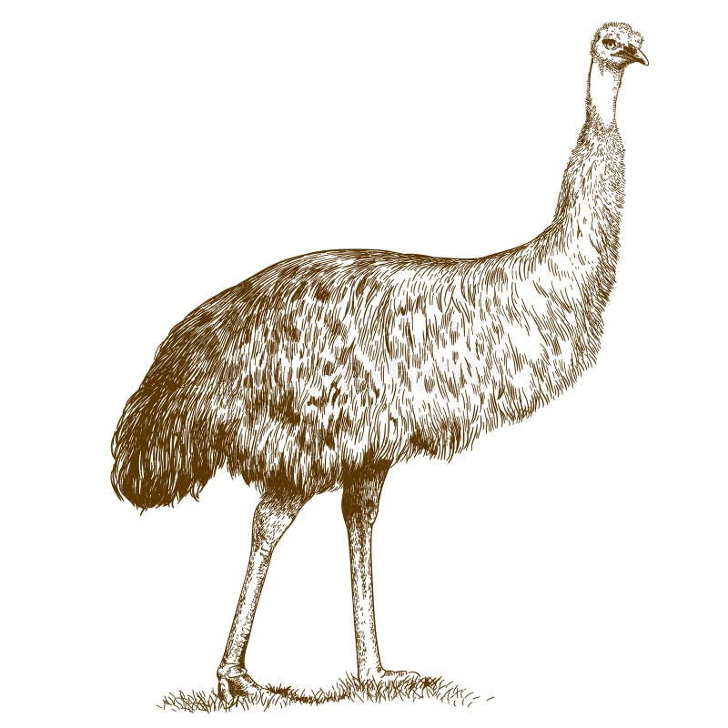 Engraving illustration of engraving ostrich Emu