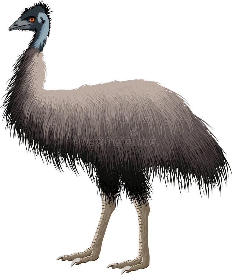 Emu Stock Illustrations – 2,476 Emu Stock Illustrations, Vectors & Clipart - Dreamstime Emu Stock Illustrations – 2,476 Emu Stock Illustrations, Vectors & Clipart - Dreamstime