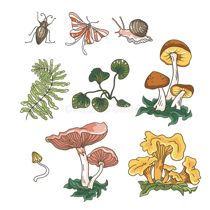 Vector autumn set of mushrooms, fern, plants and insects.