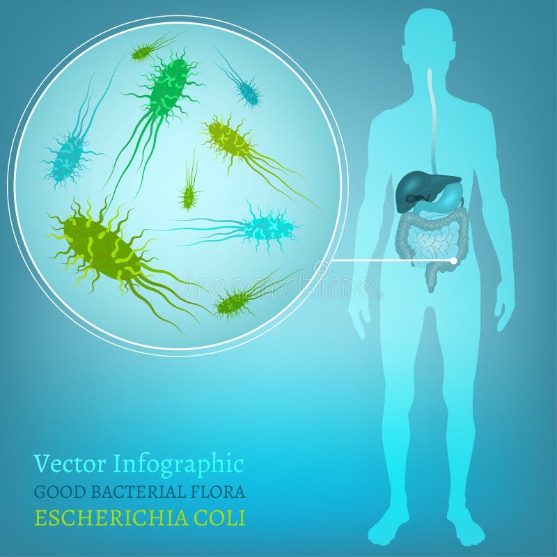 Hermoso ilustraciones de bacteriano en hombre interno autoridades.