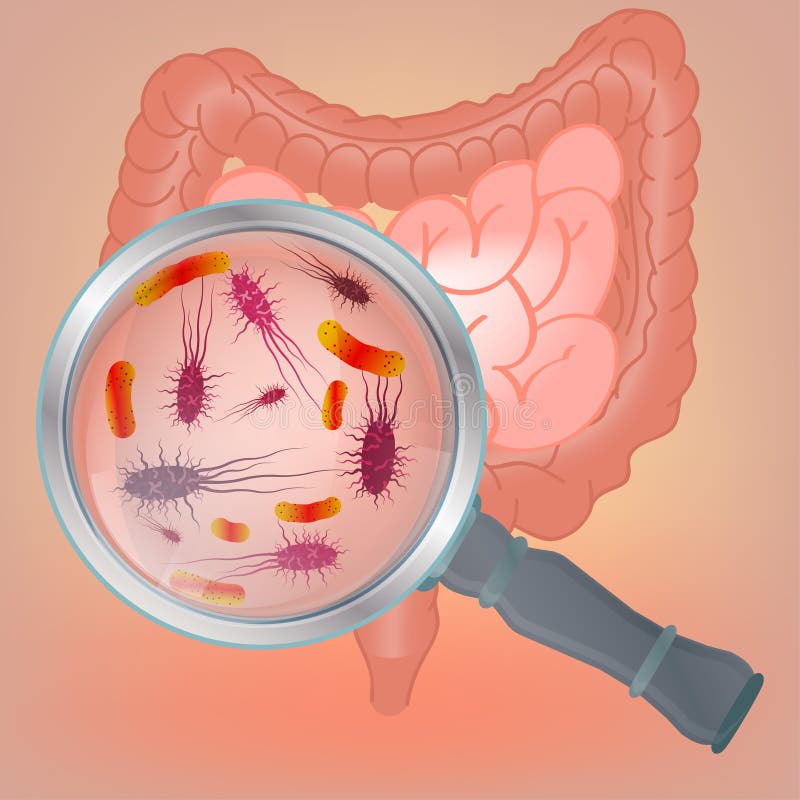 Hermoso ilustraciones de bacteriano en hombre interno autoridades.