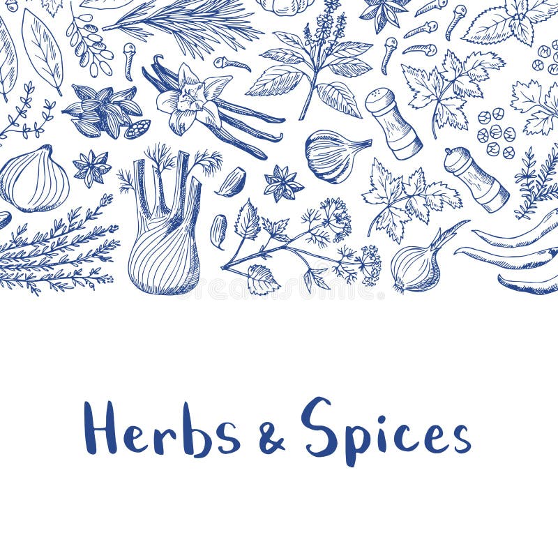 Vector hand drawn herbs and spices background with place for text illustration