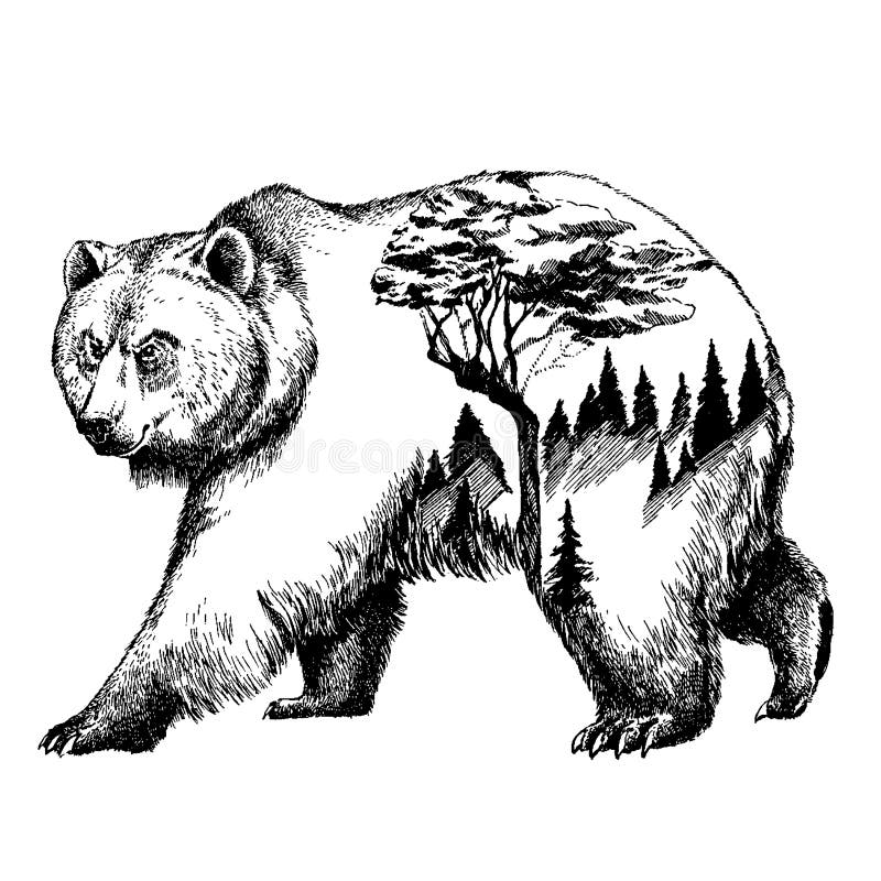 Grizzly bear. Brown wild animal. Hand drawn engraved old sketch for  T-shirt, tattoo or label or poster. The face of the forest beast. Front  view Stock Vector Image & Art - Alamy