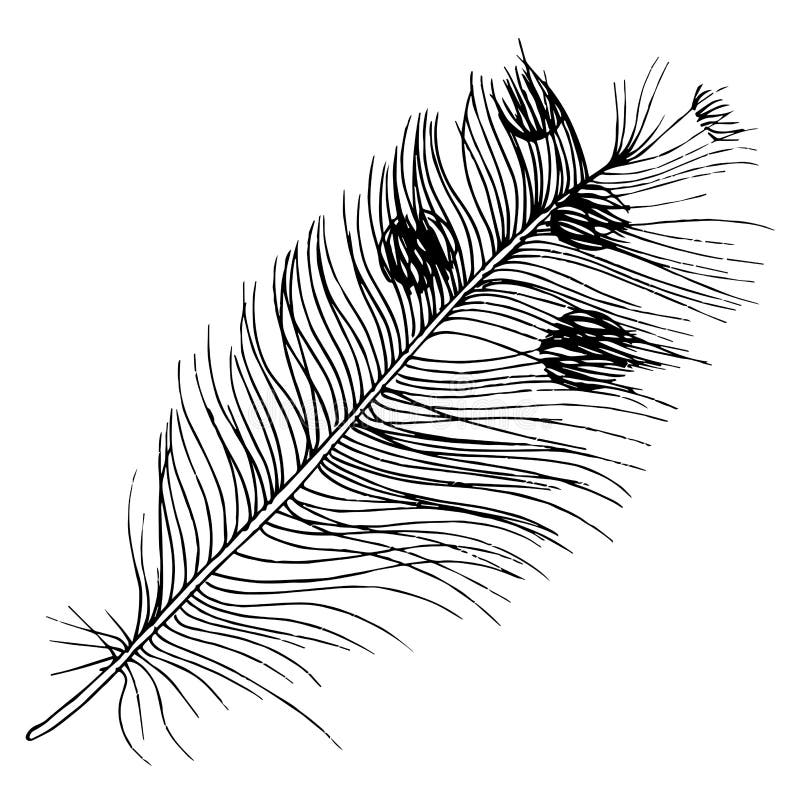 Vector Bird Feather from Wing Isolated. Black and White Engraved Ink ...