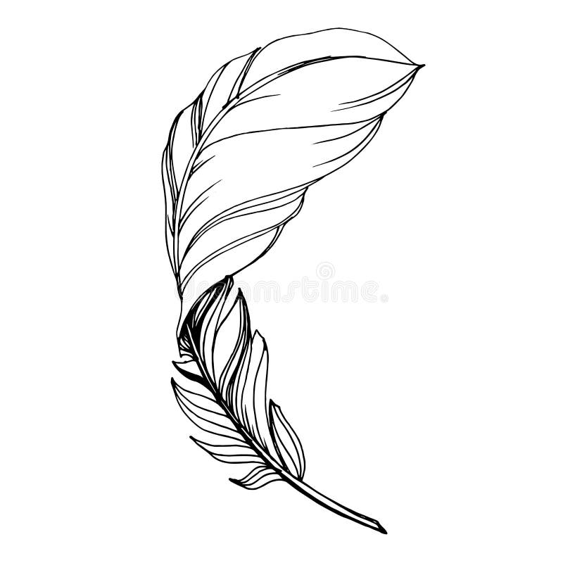 vector drawing black feathers on a white background 13764266 Vector Art at  Vecteezy