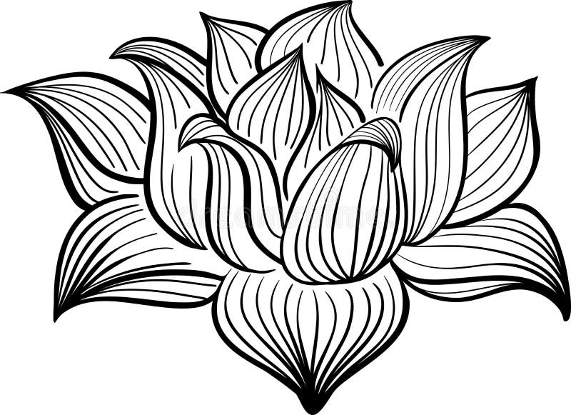 Vector Black and White Lotus flower. 