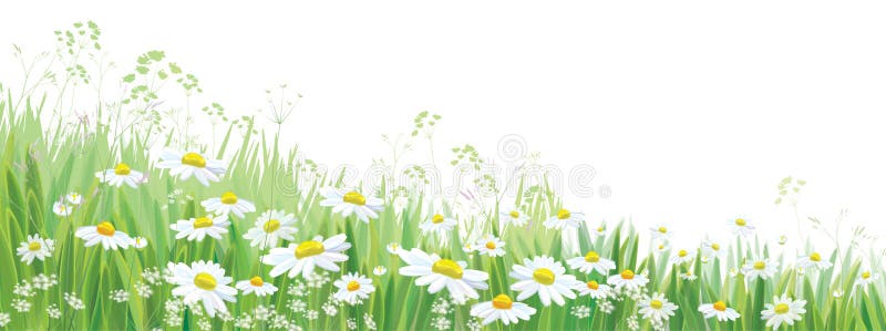 Vector blossoming daisy flowers field. royalty free illustration