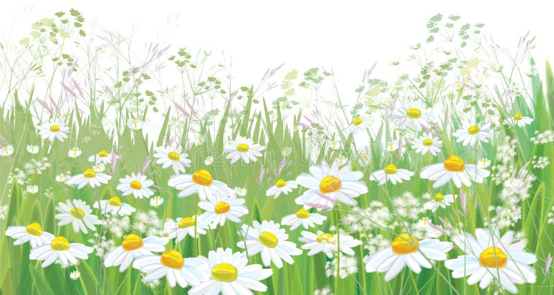 Vector blossoming daisy flowers field. vector illustration
