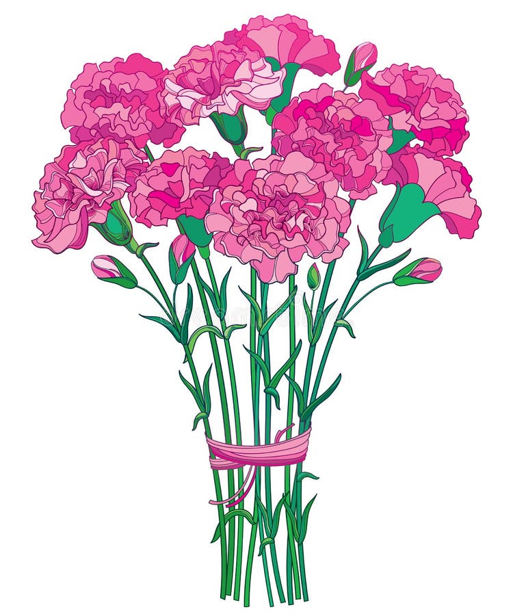 Vector bouquet with outline pink Carnation or Clove flower, bud and green leaf isolated on white background.