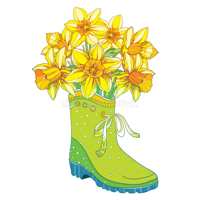 Vector bouquet with outline yellow narcissus or daffodil flower in the green rubber boot isolated on white background.