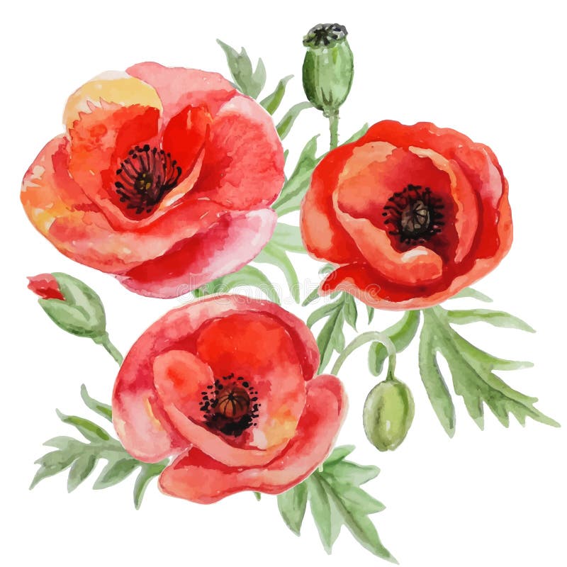 Vector bouquet of red watercolor poppy flowers.