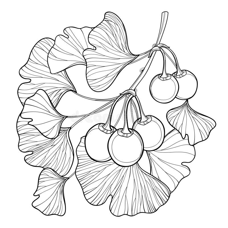 Vector branch with outline Gingko or Ginkgo biloba tree. Bunch with leaf and fruit isolated on white background. royalty free illustration