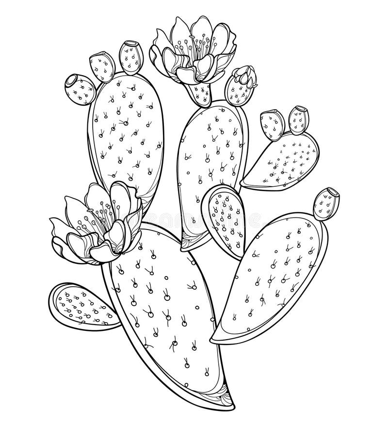 Vector Branch Of Outline Indian Fig Opuntia Or Prickly Pear Cactus Fruit Flower And Spiny Stem In Black Isolated On White Stock Vector Illustration Of Agriculture Fruit 160 Vector Branch Of Outline Indian Fig Opuntia Or Prickly Pear Cactus Fruit Flower And Spiny Stem In Black Isolated On White Stock Vector Illustration Of Agriculture Fruit 160
