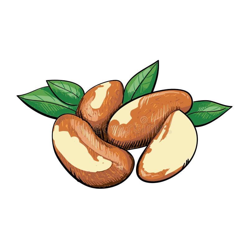 Brazilian Nuts. Vector Illustration Of A Handful Nut Peeled And In