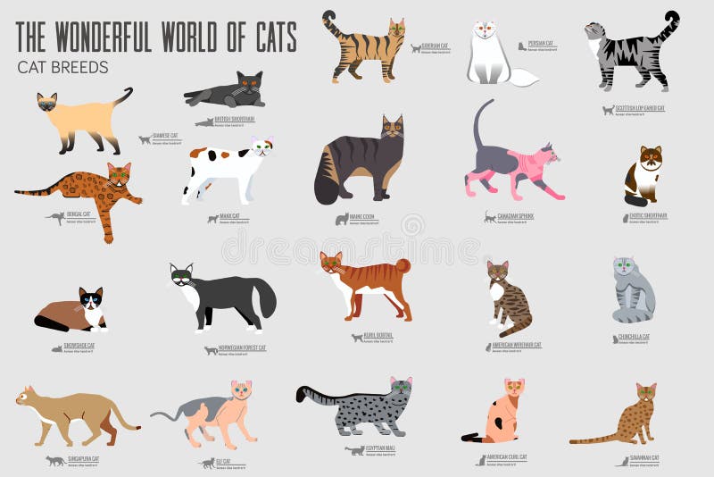 Vector thin line breed cats icons set. Cute outline animal illustrations  pet design. Collection different kitten layout flat cover