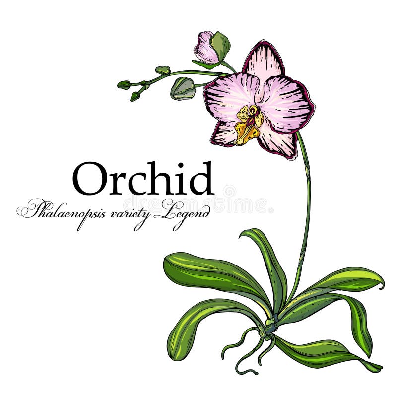Bright Floral Orchid Elements for Design. Botanical Illustration Stock
