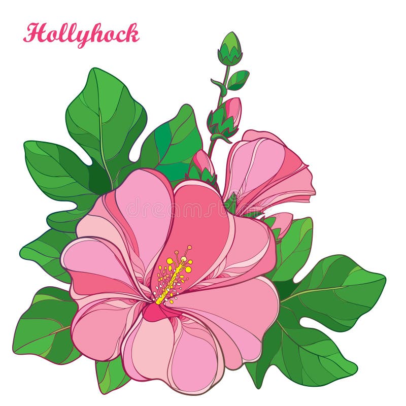 Vector bunch with outline Alcea rosea or Hollyhock flower in pastel pink, bud and green leaf on white background.