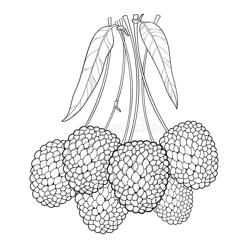 Lychee Fruit Doodle Drawings Vector Illustration Stock Vector (Royalty  Free) 1447073435 | Shutterstock