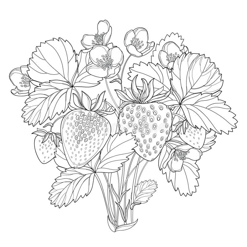 Vector bush with outline Strawberry with berry, flower and leaves in black ...