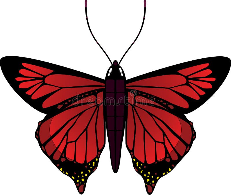 Vector butterfly