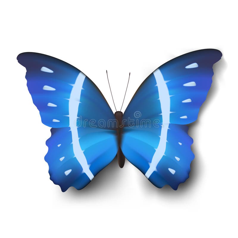 Vector butterfly illustration