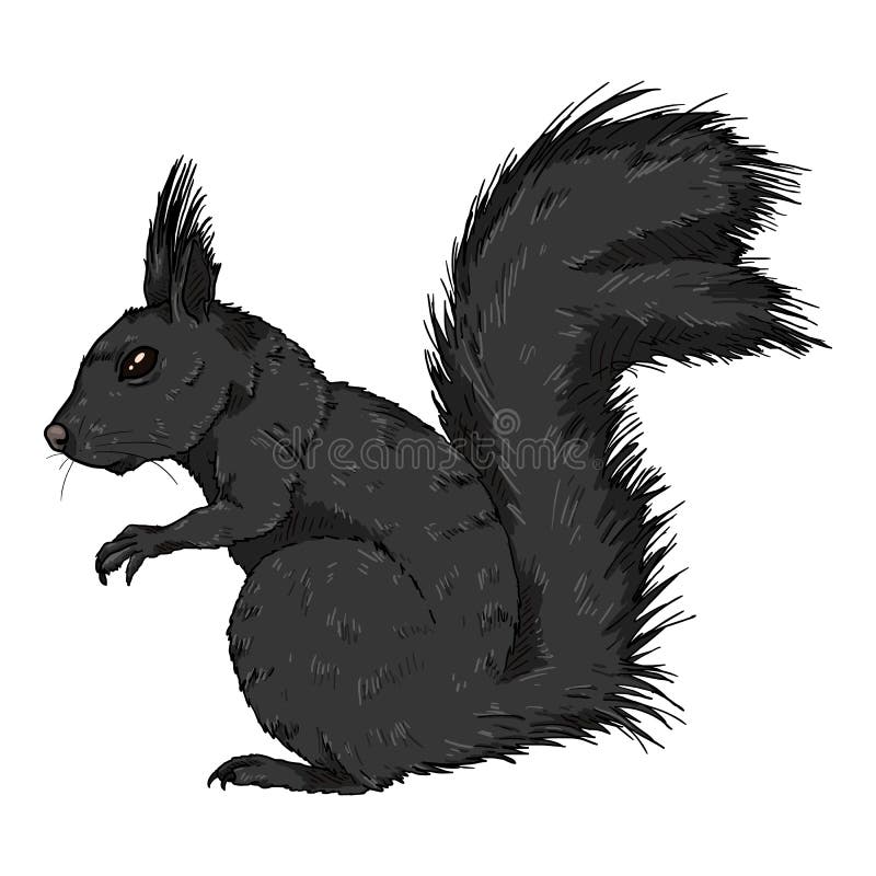 Vector Cartoon Black Squirrel Isolated Illustration Stock Vector
