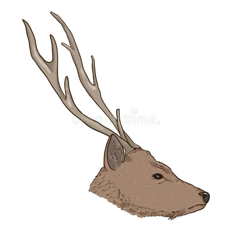 Vector Cartoon Head of Deer Stock Vector - Illustration of face, cartoon:  235552682