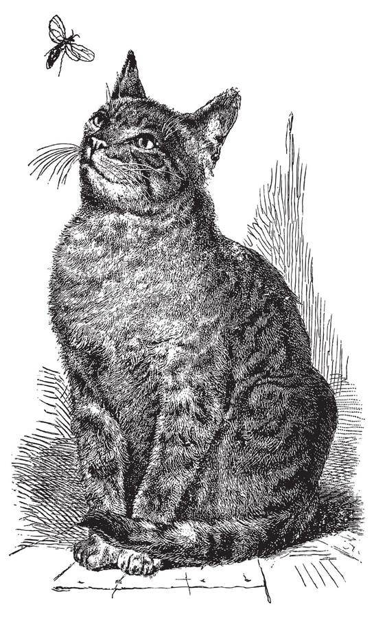 Vector Cat drawing illustration