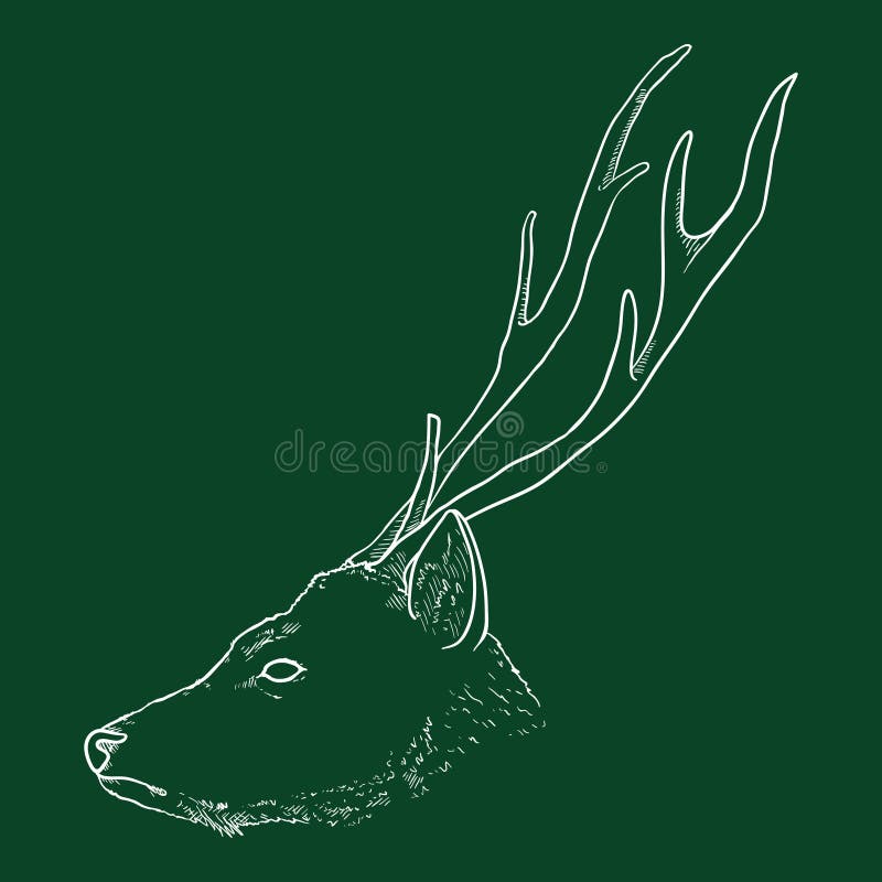 Vector Sketch Head of Deer Side View Stock Vector Illustration of