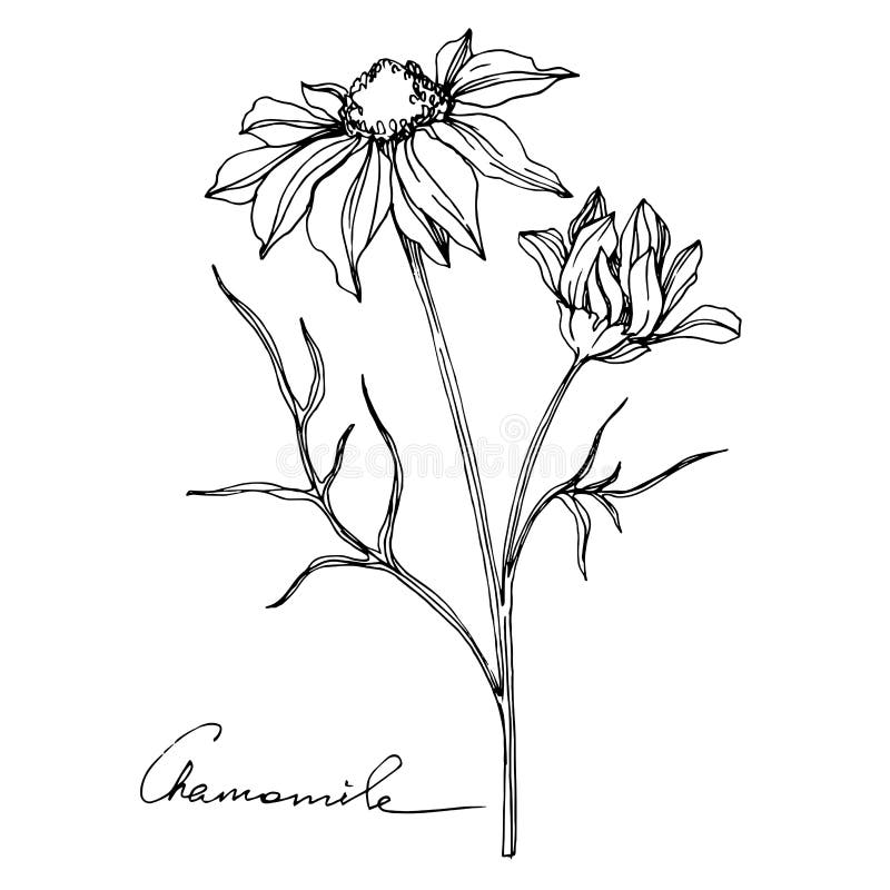 Vector Chamomile Floral Botanical Flowers. Black and White Engraved Ink ...