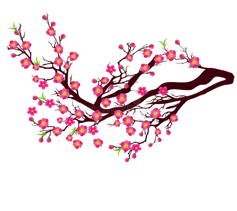 Vector Cherry Blossom for Chinese New Year and Lunar New Year . Stock